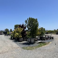 Sonoma Valley Wholesale Nursery
