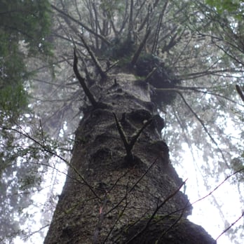 Tillamook Head Trail - Hiking Near Me - Seaside, Oregon