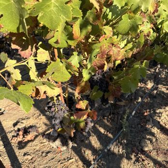 Ashes & Diamonds - Wineries Near Me - Napa, California