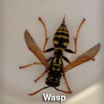 Scat Pest Control - Pest Control Near Me - Westfield, Indiana Scat Pest Control - Pest Control Near Me - Westfield, Indiana