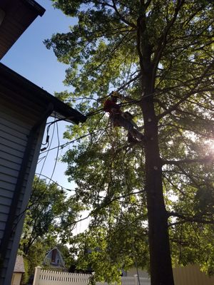 WOODPECKER TREE SERVICE - Updated January 2025 - 105 Photos & 29