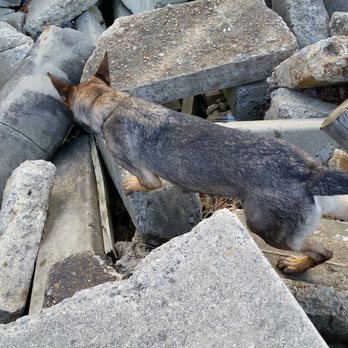 citizen k9 dog training and agility