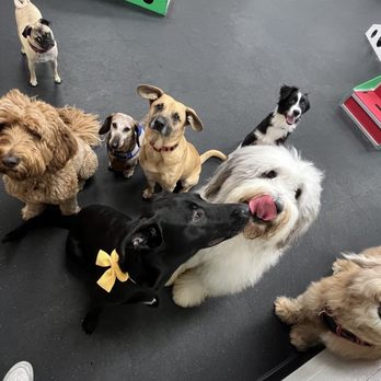 Pup Kulture Daycare - Pet Groomers Near Me - Pasadena, California