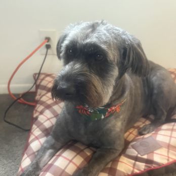 Dogg Oddities - Ziggy - Pet Groomers Near Me - Torrance, California