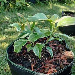 Stark Bro's - Variegated Pink Eureka Lemon Tree