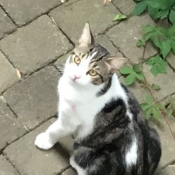 Le Berger Blanc - Chat trouvé sur rue Langlois...propre et chaleureux. Repentigny
