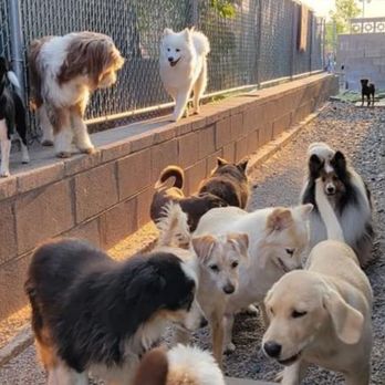 Bijou's Pet Resort - Pet Training Near Me - Helena, Montana