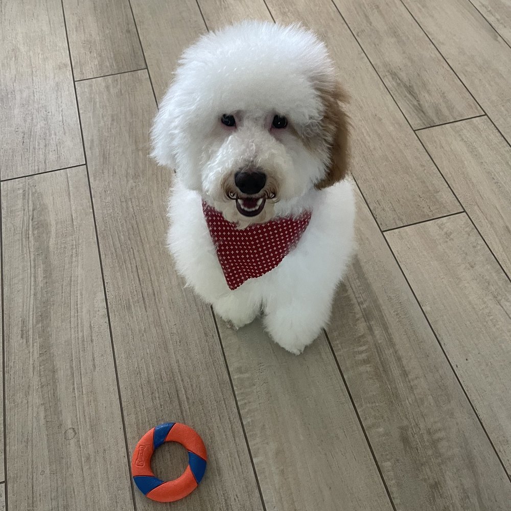 Paw Dazzle - Pet Groomers Near Me - Phoenix, Arizona Paw Dazzle - Pet Groomers Near Me - Phoenix, Arizona