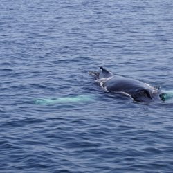Dolphin Fleet