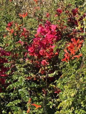 Aviara Golf Club by null