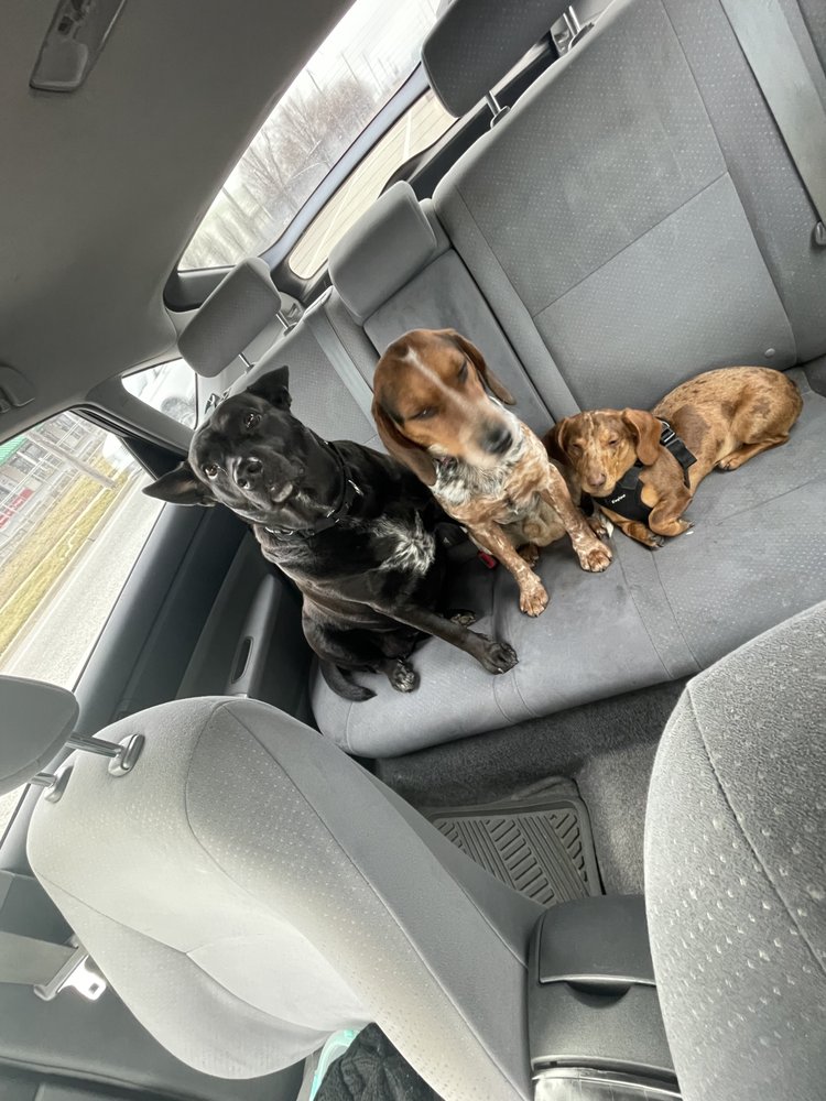 RAE’S DOG SITTING Updated July 2024 Request Information