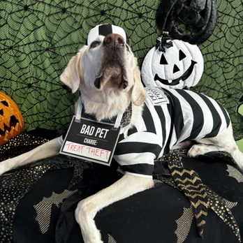 Kinder Kritter - Holiday Events! - Pet Groomers Near Me - Dallas, Texas Kinder Kritter - Holiday Events! - Pet Groomers Near Me - Dallas, Texas