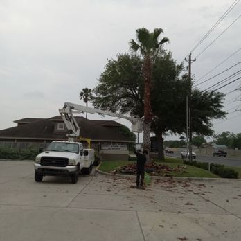 Arbortex Tree Service - Tree Services Near Me - Corpus Christi, Texas Arbortex Tree Service - Tree Services Near Me - Corpus Christi, Texas