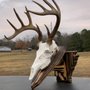 TDT Mounts