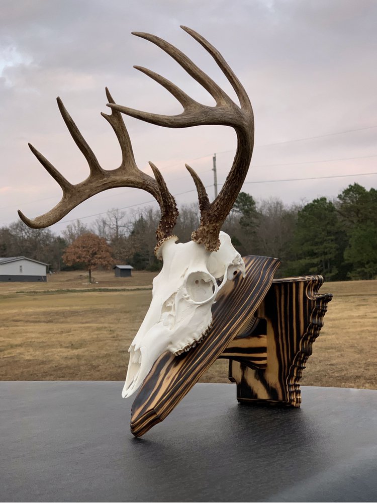 TDT Mounts - taxidermy in Pottsville, AR