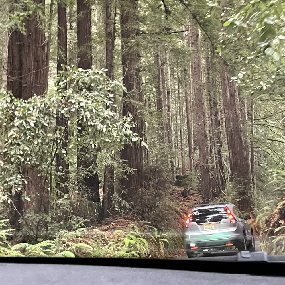 Byrne-Milliron Forest - Hiking Near Me - Corralitos, California Byrne-Milliron Forest - Hiking Near Me - Corralitos, California