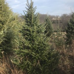 Windy Hill Tree Farm