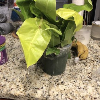 Tennessee Tropicals - Nurseries & Gardening Near Me - Springfield, Tennessee