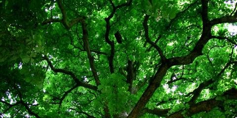 J & C Tree Service - tree service in Little Rock, AR