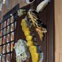 Photo of Yume Sushi