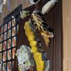 Yume Sushi gift card