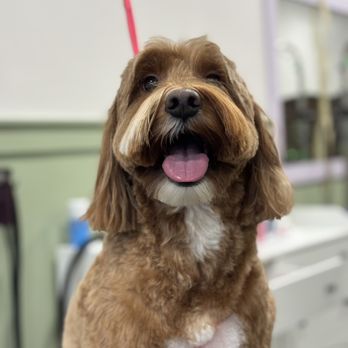 Pup Culture Grooming - Pet Groomers Near Me - Lincoln, California Pup Culture Grooming - Pet Groomers Near Me - Lincoln, California