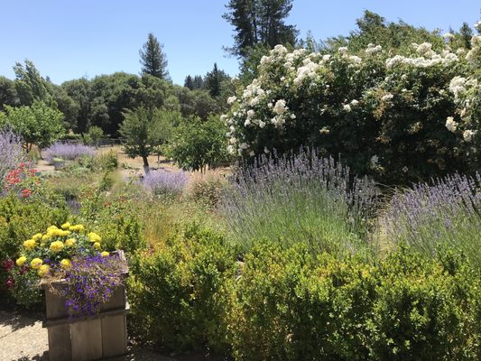 TWOMEY Anderson Valley by null