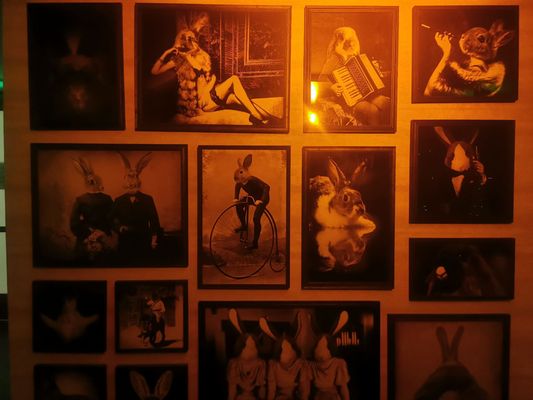 Cottontail Lounge by null