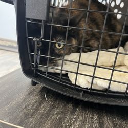 Happy Paws Animal Hospital - My cat in the office, the office was always clean and staff was respectful along with flexible schedule