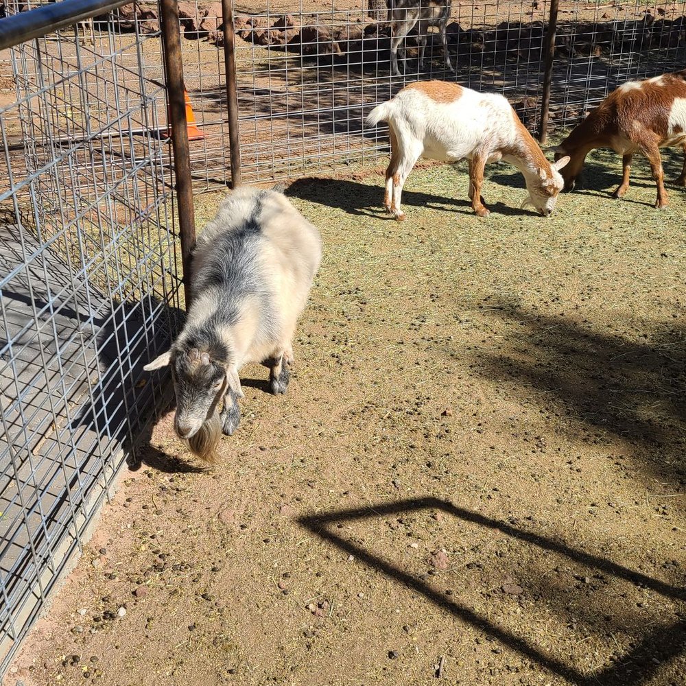 Grand Canyon Deer Farm - Goats 10-23-2023 - Zoos Near Me - Williams, Arizona Grand Canyon Deer Farm - Goats 10-23-2023 - Zoos Near Me - Williams, Arizona