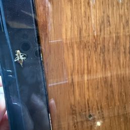 Bug trapped under glass on the table Bug trapped under glass on the table