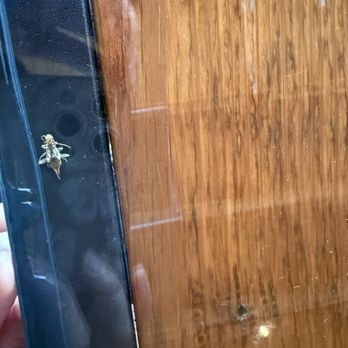 The Farm - Bug trapped under glass on the table - Breakfast & Brunch Near Me - St. Helens, Oregon The Farm - Bug trapped under glass on the table - Breakfast & Brunch Near Me - St. Helens, Oregon