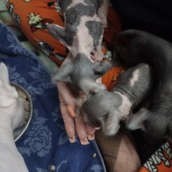 Chamois Sphynx Cattery