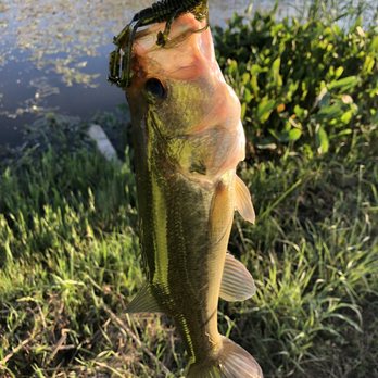 Scheels - Caught this bass on a Googan Green Pumpkin Bandito Bug, Texas Rig - Hunting & Fishing Supplies Near Me - The Colony, Texas Scheels - Caught this bass on a Googan Green Pumpkin Bandito Bug, Texas Rig - Hunting & Fishing Supplies Near Me - The Colony, Texas