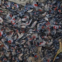 Fine Tree Care - Death to the Spotted LanternFly