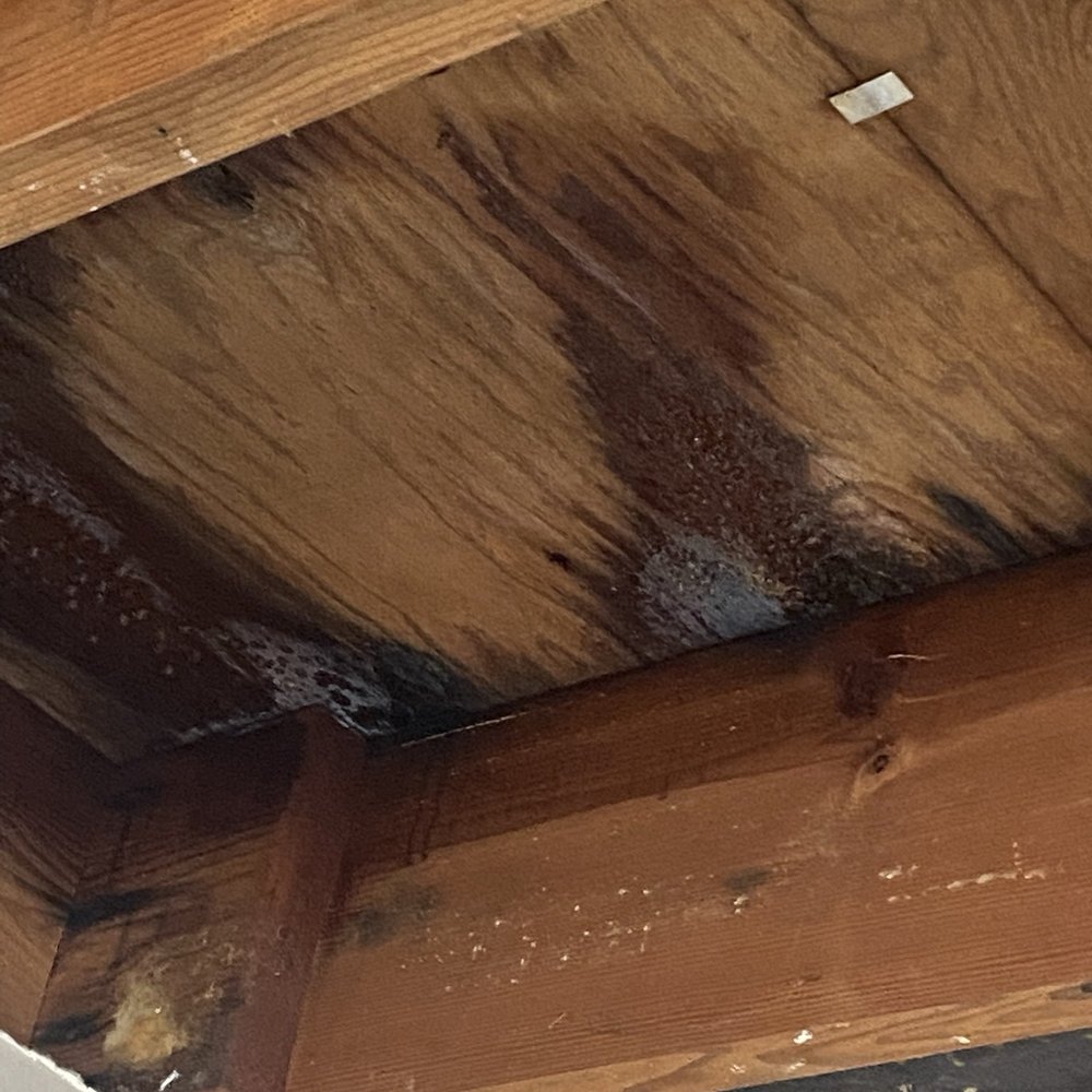 24H Mold Inspection - Current mold issue - Home Inspectors Near Me - Los Angeles, California 24H Mold Inspection - Current mold issue - Home Inspectors Near Me - Los Angeles, California