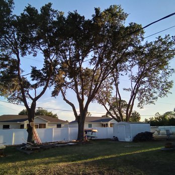 Southwest FL Tree Service - After - Tree Services Near Me Southwest FL Tree Service - After - Tree Services Near Me