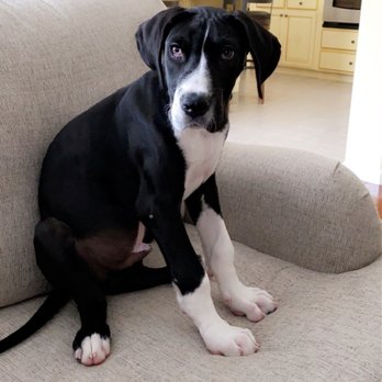 My Clever Canine Dog Training - Hercules, my Great Dane - Pet Training Near Me My Clever Canine Dog Training - Hercules, my Great Dane - Pet Training Near Me