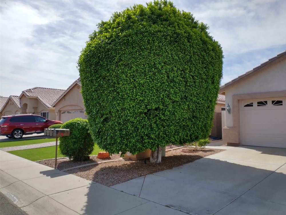 TREE DADDY Updated September 2024 Tolleson, Arizona Tree Services