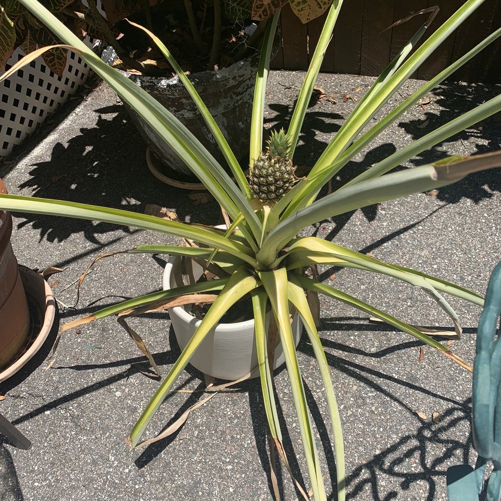 Chef T's Garden Grill - A pineapple tree outside the restaurant. - American Near Me - Lakeland, Florida Chef T's Garden Grill - A pineapple tree outside the restaurant. - American Near Me - Lakeland, Florida