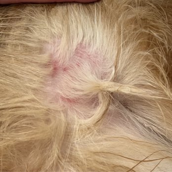 Petco - Painful - Pet Training Near Me - West Babylon, New York