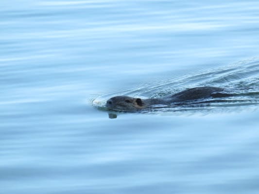 Parc Borély by null