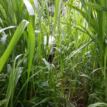 Wailua Kayak & Canoe - High grass on the trail. - Rafting/Kayaking Near Me - Kapaa, Hawaii Wailua Kayak & Canoe - High grass on the trail. - Rafting/Kayaking Near Me - Kapaa, Hawaii