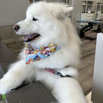 Oh My Dog - Pet Groomers Near Me - Foster City, California