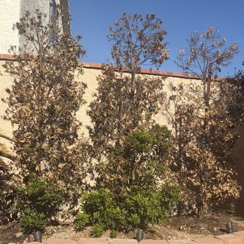 Integrity Landscapes - Landscaping Near Me - Las Vegas, Nevada