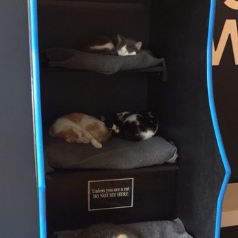 The Catcade - Animal Shelters Near Me - Chicago, Illinois The Catcade - Animal Shelters Near Me - Chicago, Illinois