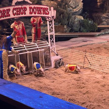 Dolly Parton's Stampede - piglet races!  so cute - Performing Arts Near Me - Pigeon Forge, Tennessee