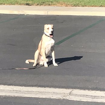 Intelligent K9 Training - Pet Training Near Me - San Diego, California Intelligent K9 Training - Pet Training Near Me - San Diego, California