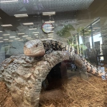 Petco - Blue-Tongued skink(should have enough substrate to burrow, does not. pictured is a half log, which is not actually a hide, just enrichment ) - Pet Stores Near Me - Prescott, Arizona Petco - Blue-Tongued skink(should have enough substrate to burrow, does not. pictured is a half log, which is not actually a hide, just enrichment ) - Pet Stores Near Me - Prescott, Arizona