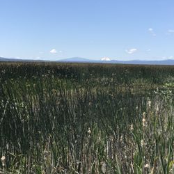 Klamath Marsh National Wildlife Refuge - Mt McLoughlin in the distance.